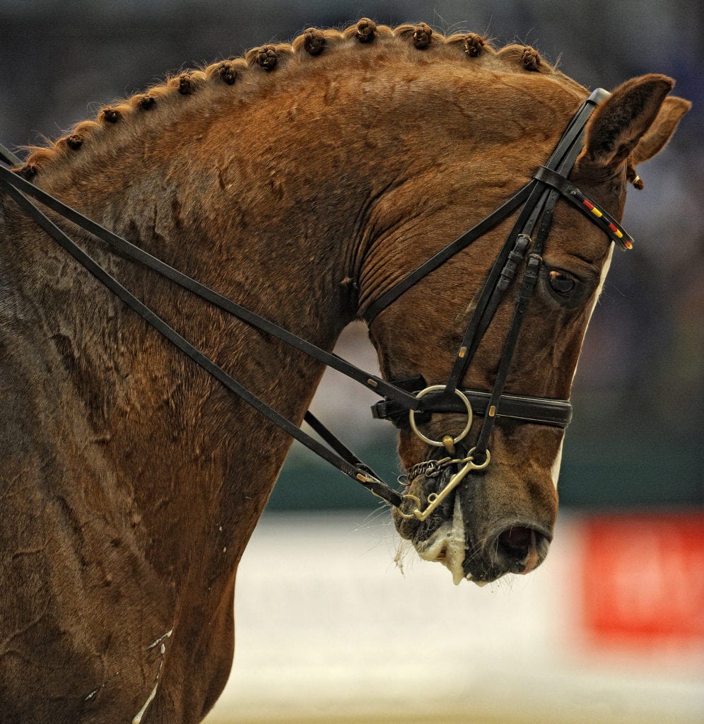 Portraiture photo of a dressage horse - Hospitality Photographic