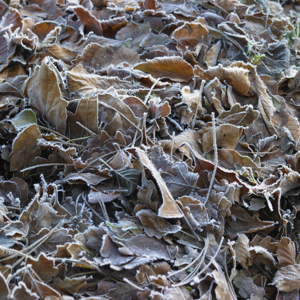 Wall Art of frosty leaves - Hospitality Photographic