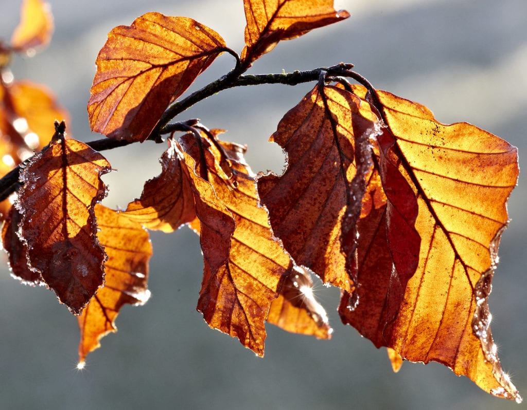 Wall Art of leaves- Hospitality Photographic